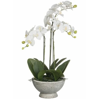 Orchid Phalaenopsis Plant in Pot - Image 0