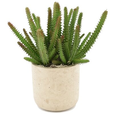 Euphorbia Cactus Succulent in Pot - Image 0