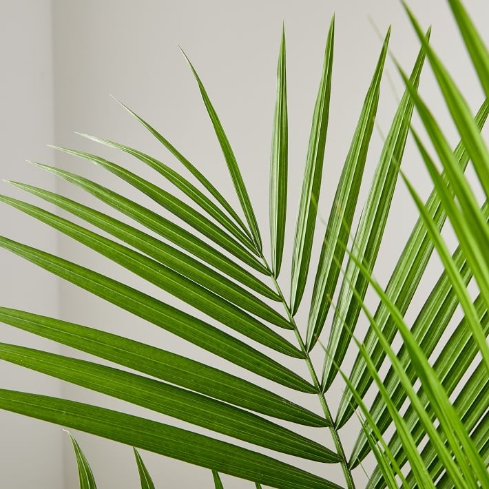 Live 10" Majesty Palm Plant - Image 2
