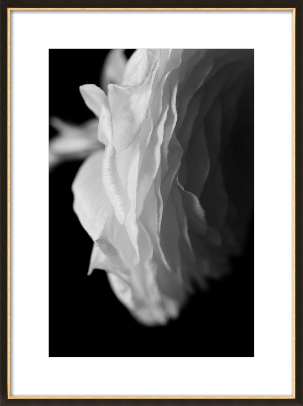 White Ranunculus by Emilia Jane Schobeiri for Artfully Walls - Image 0