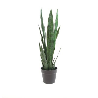 Sansevieria Plant - 25 Inches - Image 0