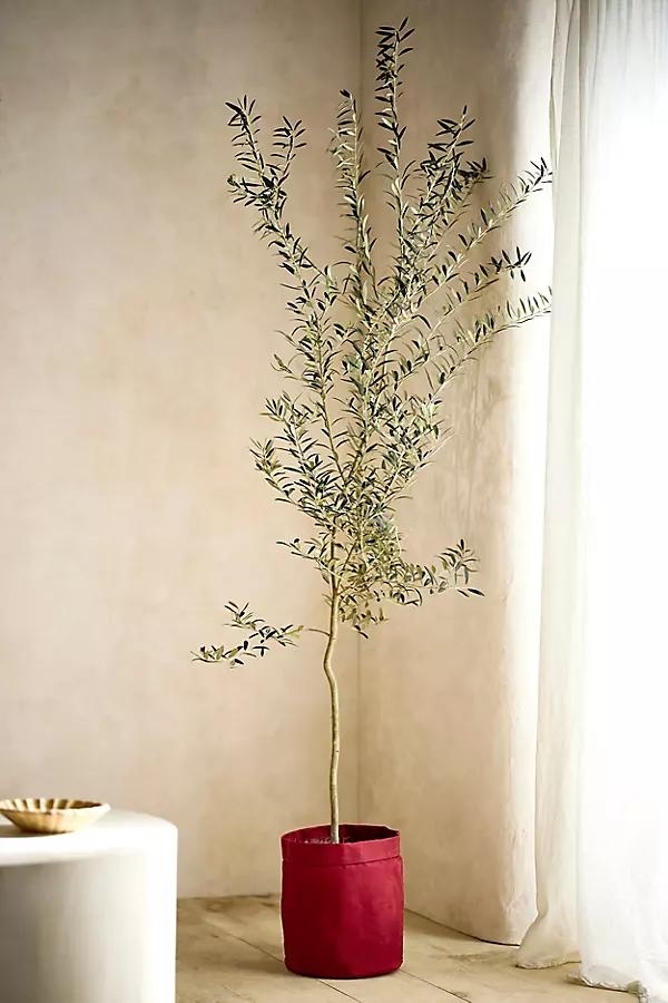 5' Arbequiña Olive Tree, Waxed Canvas Cover - Image 0