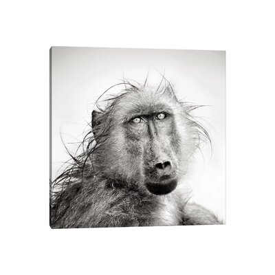 Wet Baboon Portrait by Johan Swanepoel - Wrapped Canvas Print - Image 0