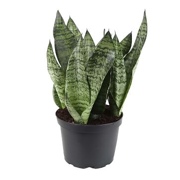 Live Sanseviera Plant in 6" Grower Pot - Image 1