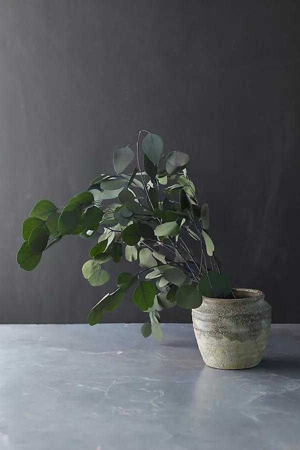Preserved Populus Eucalyptus Bunch - Image 0