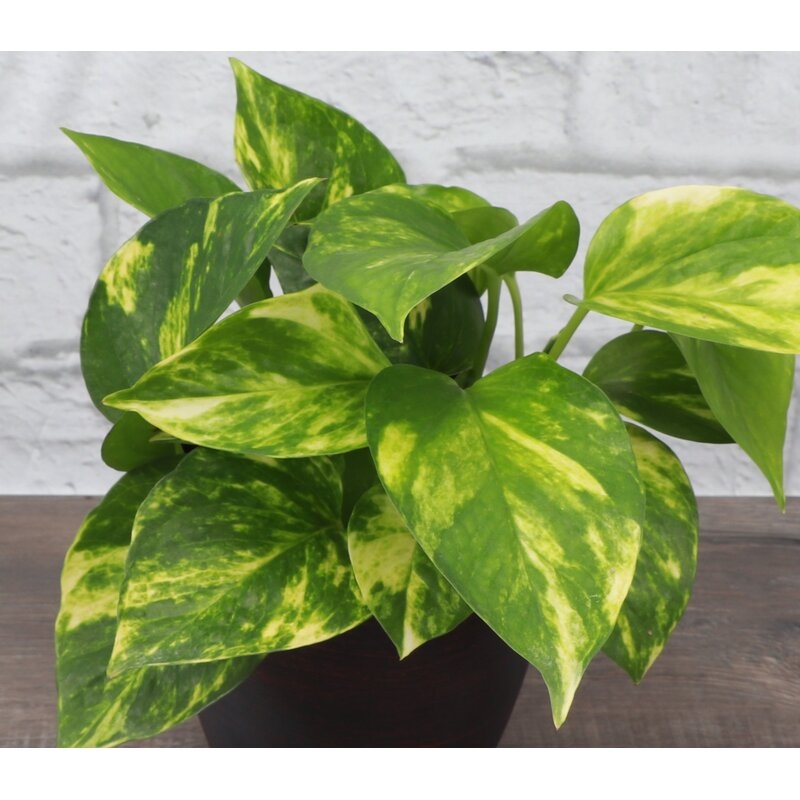 Thorsen's Greenhouse 8'' Philodendron Plant Desktop Plant in a Plastic Pot for Outdoor Use, White Pot - Image 1