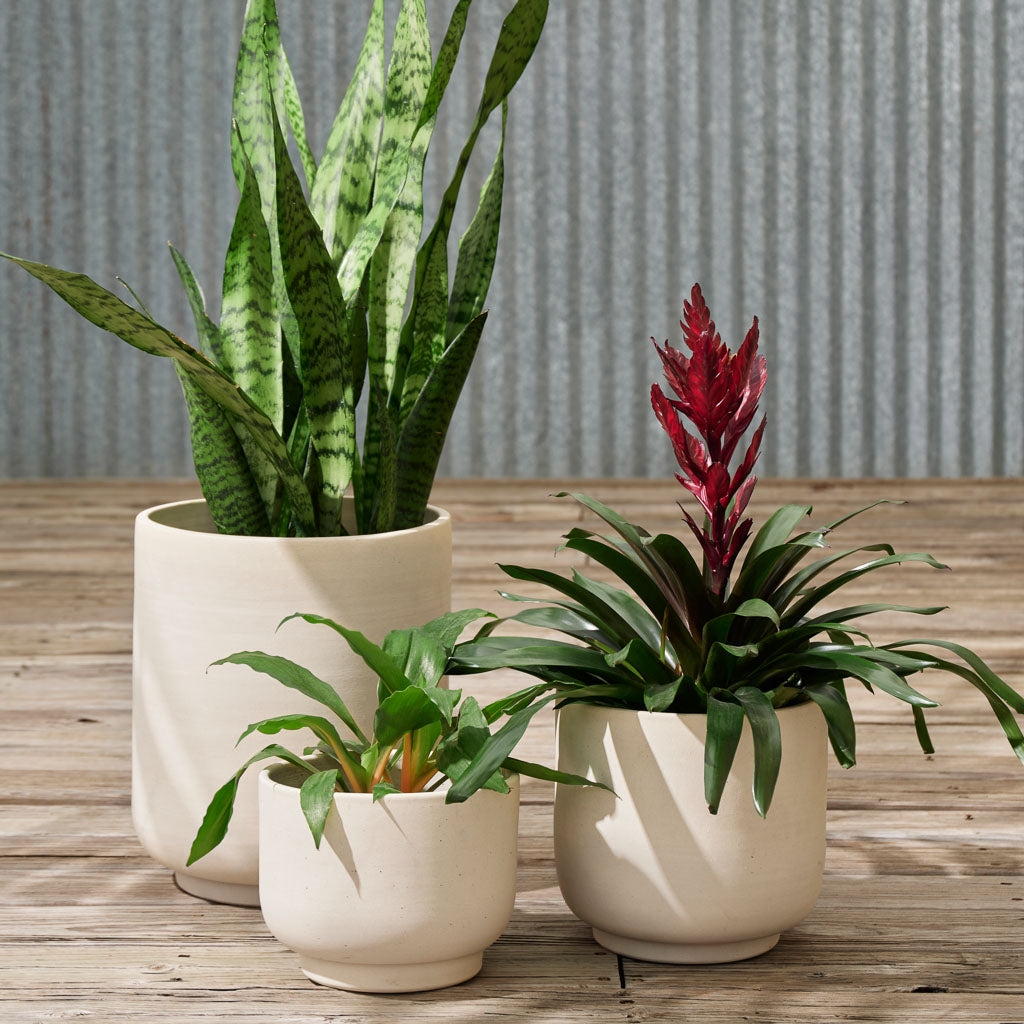 The Citizenry Paseo Tabletop Planter | Ivory - Image 3