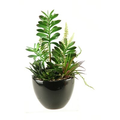 Succulent, Aloe and Echeveria Plant in Planter - Image 0
