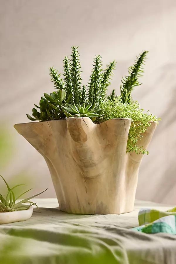 Teak Root Ruffled Bowl Planter - Image 0