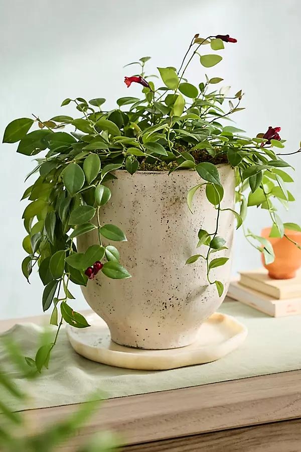 Grover Footed Terracotta Urn Planter - Image 0
