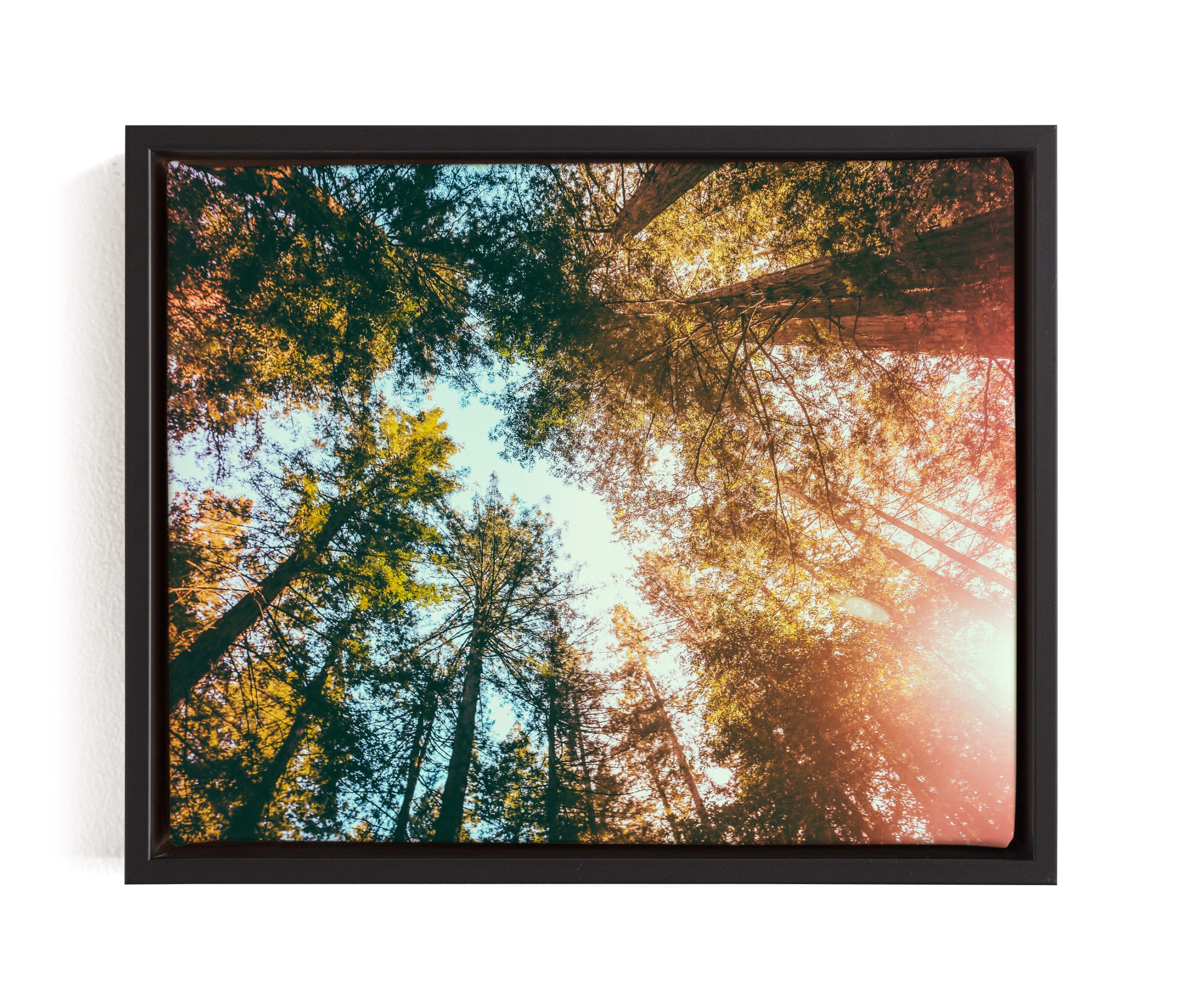 Redwoods Surround Me Limited Edition Fine Art Print 1 - Image 0