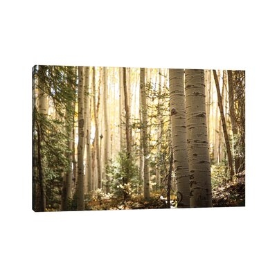 Morning Light In The Aspen Grove Ii by Ann Hudec - Wrapped Canvas Gallery-Wrapped Canvas Giclée - Image 0