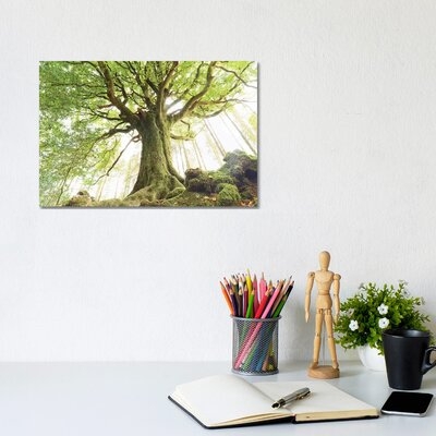 Huge Ponthus Beech in Broceliande Forest by Philippe Manguin - Wrapped Canvas Photograph Print - Image 0