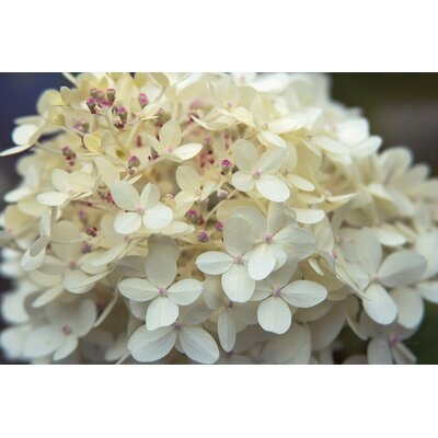 Hydrangea Delight I by Felicity Bradley - Wrapped Canvas Photograph Print - Image 0