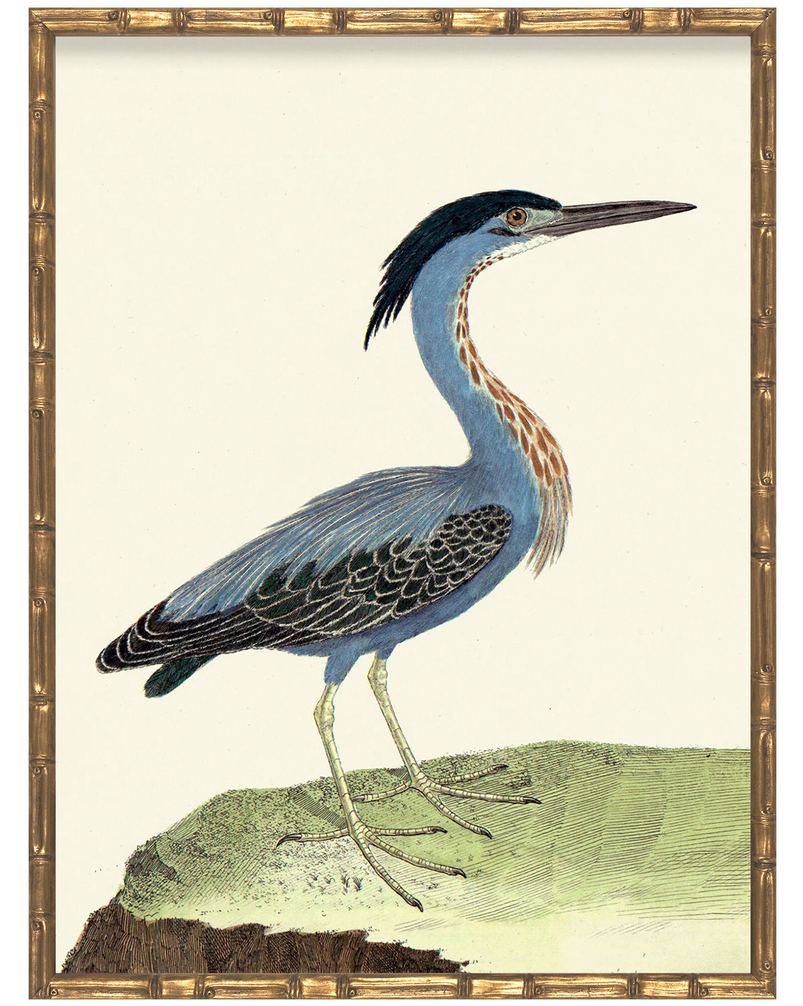 Vintage Bird VII in Bamboo Frame by Whalebone Creek Prints - Image 0