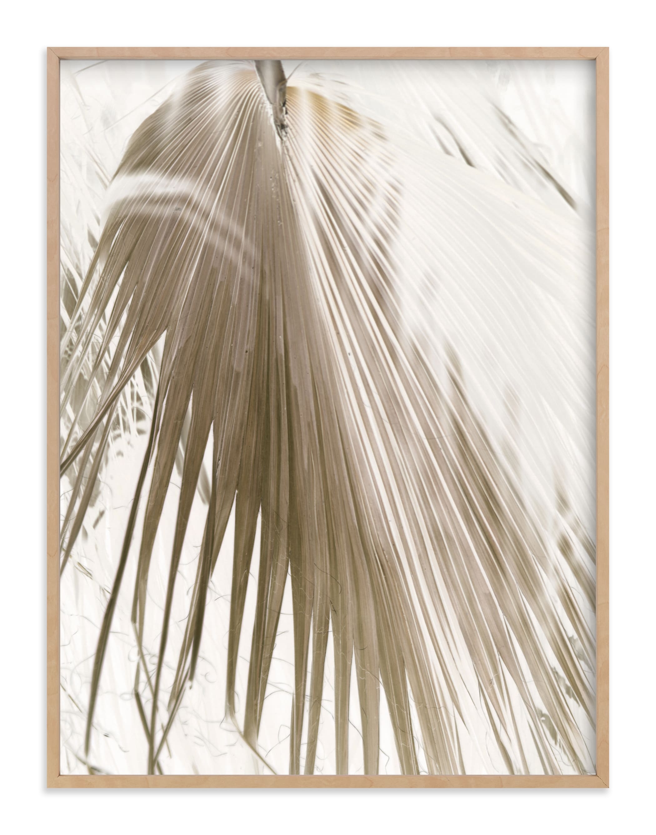 Vanilla Palm Art Print - Image 0