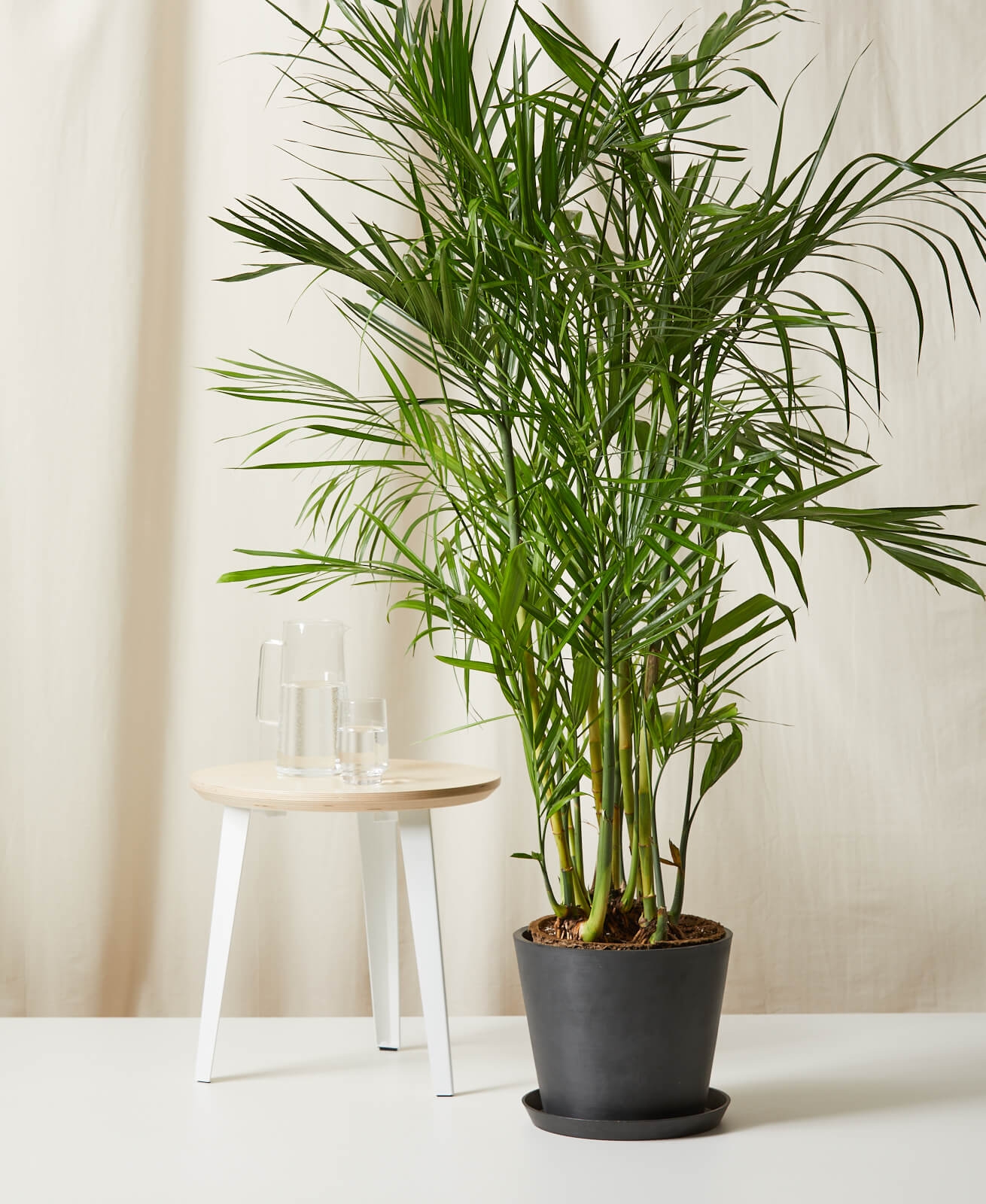 Bamboo Palm, Charcoal Pot - Image 0