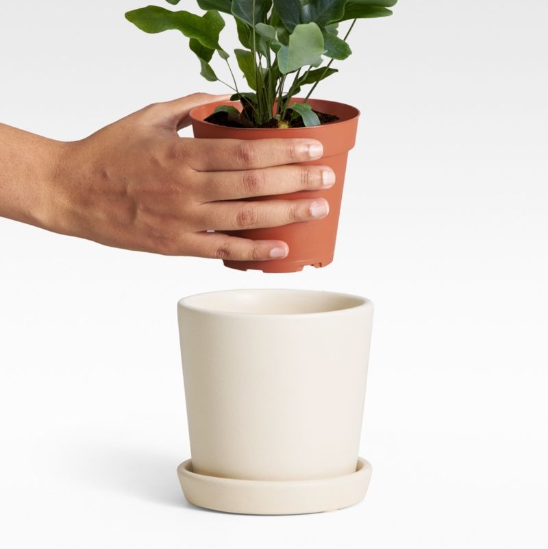 Live Fern Blue Star in Bryant Planter - Image 2