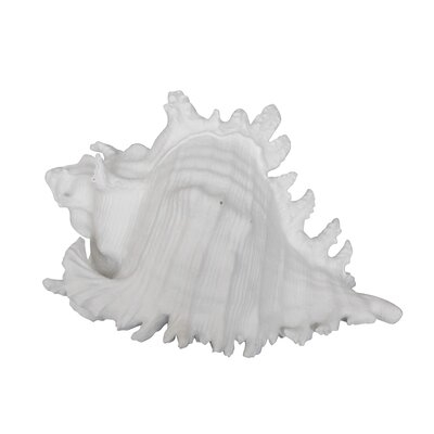 Polyresin 7" Conch Shell Decor, White - Image 0