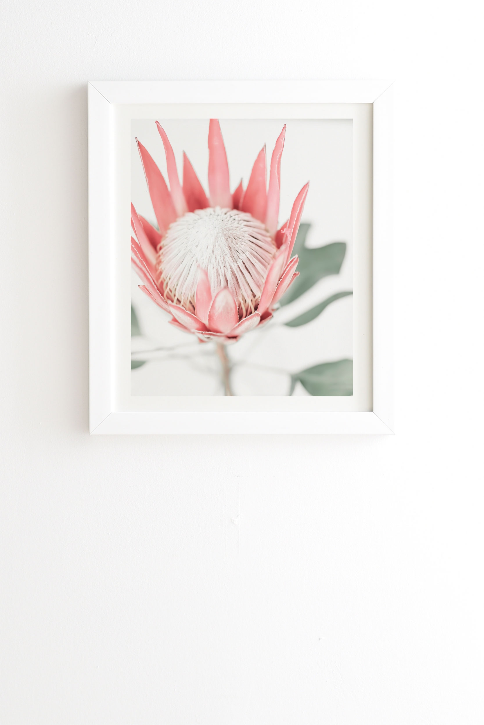 King Protea Flower Iii by Ingrid Beddoes - Framed Wall Art Basic White 8" x 9.5" - Image 0
