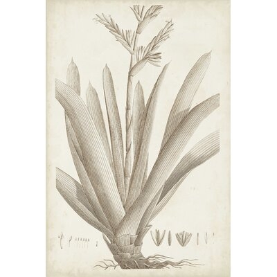 Sepia Exotic Plants VIII - Image 0
