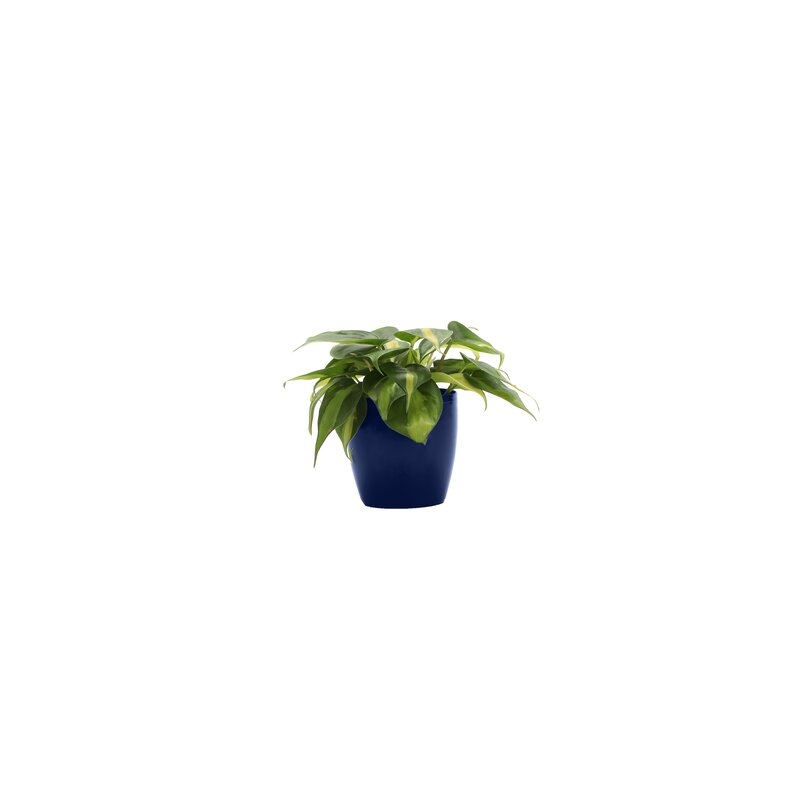 Thorsen's Greenhouse 6" Live Philodendron Plant in Pot Base Color: Iris - Image 0