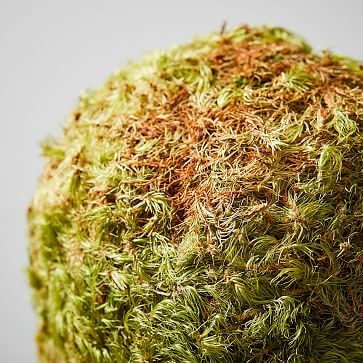 Dried Orb Moss, Bright - Image 1