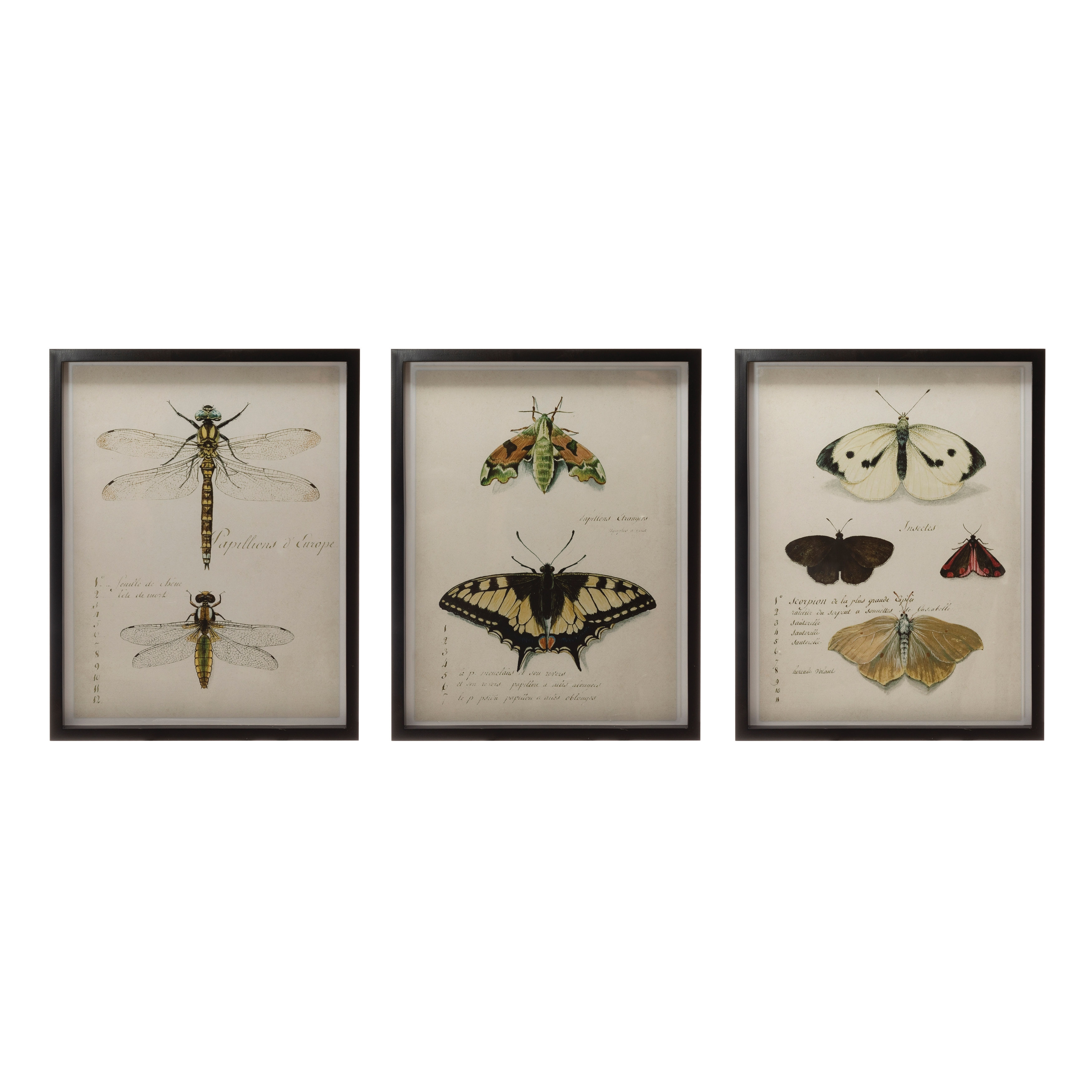 Wood Framed Wall Decor with Insects, 3 Styles - Image 0