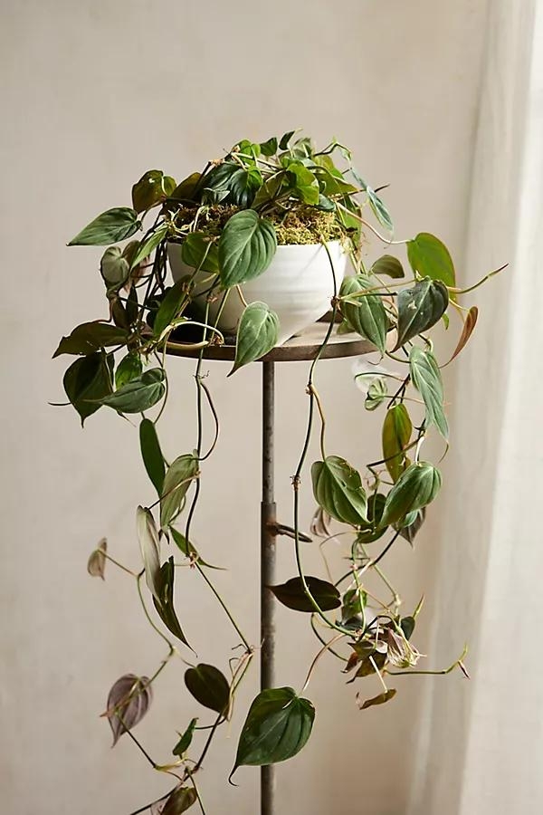 Philodendron Micans Plant - Image 0
