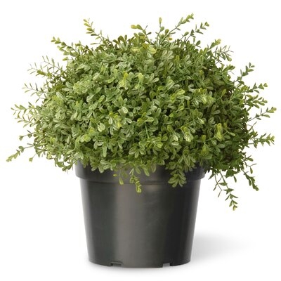 Tea Leaf Mini Ball Desk Top Plant in Pot - Image 0