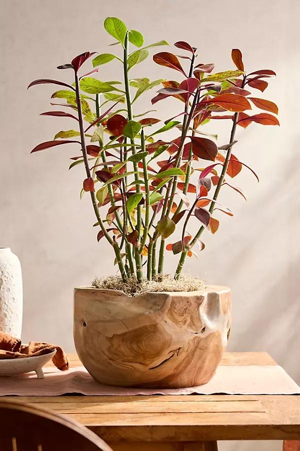 Teak Root Half Moon Planter - Image 0