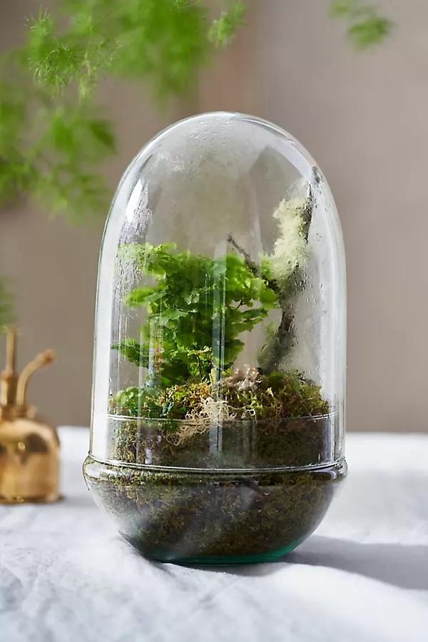 Recycled Glass Oval Terrarium - Image 0
