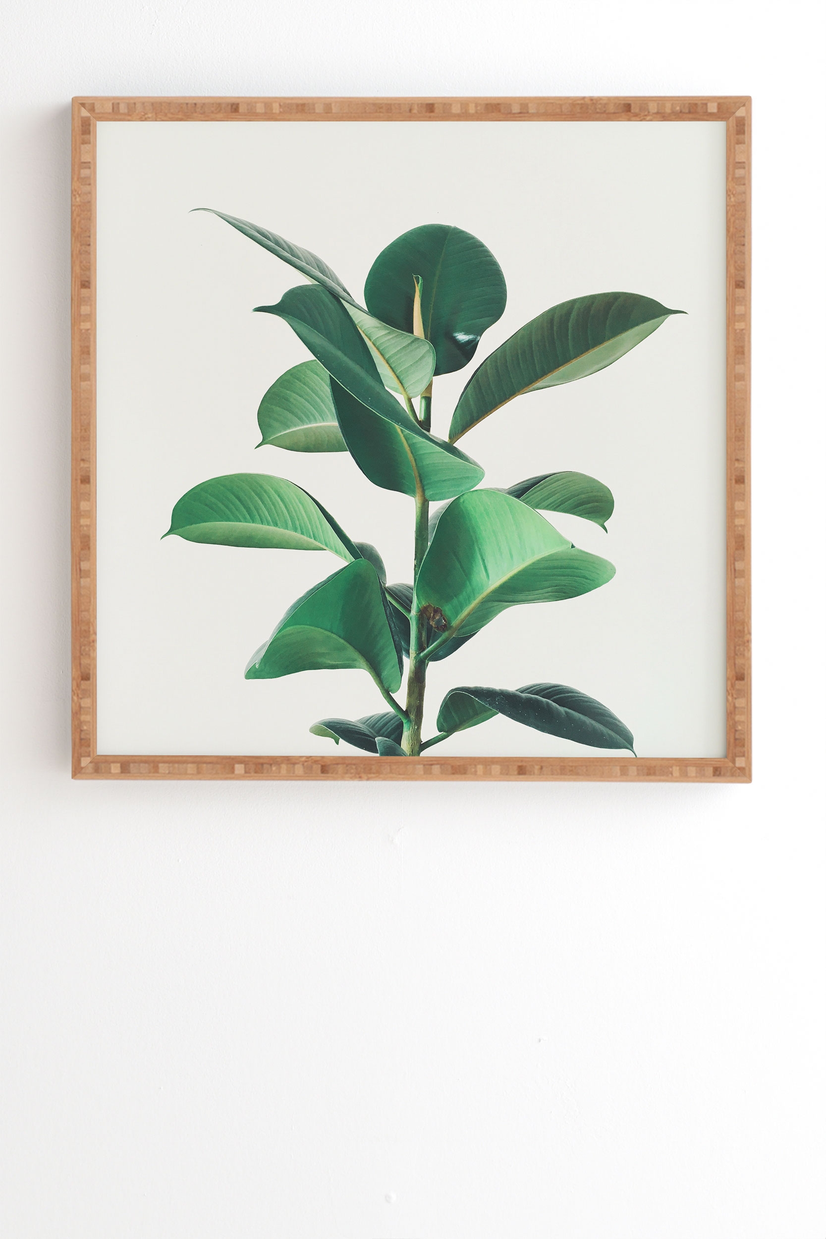 Rubber Fig by Cassia Beck - Framed Wall Art Bamboo 19" x 22.4" - Image 1