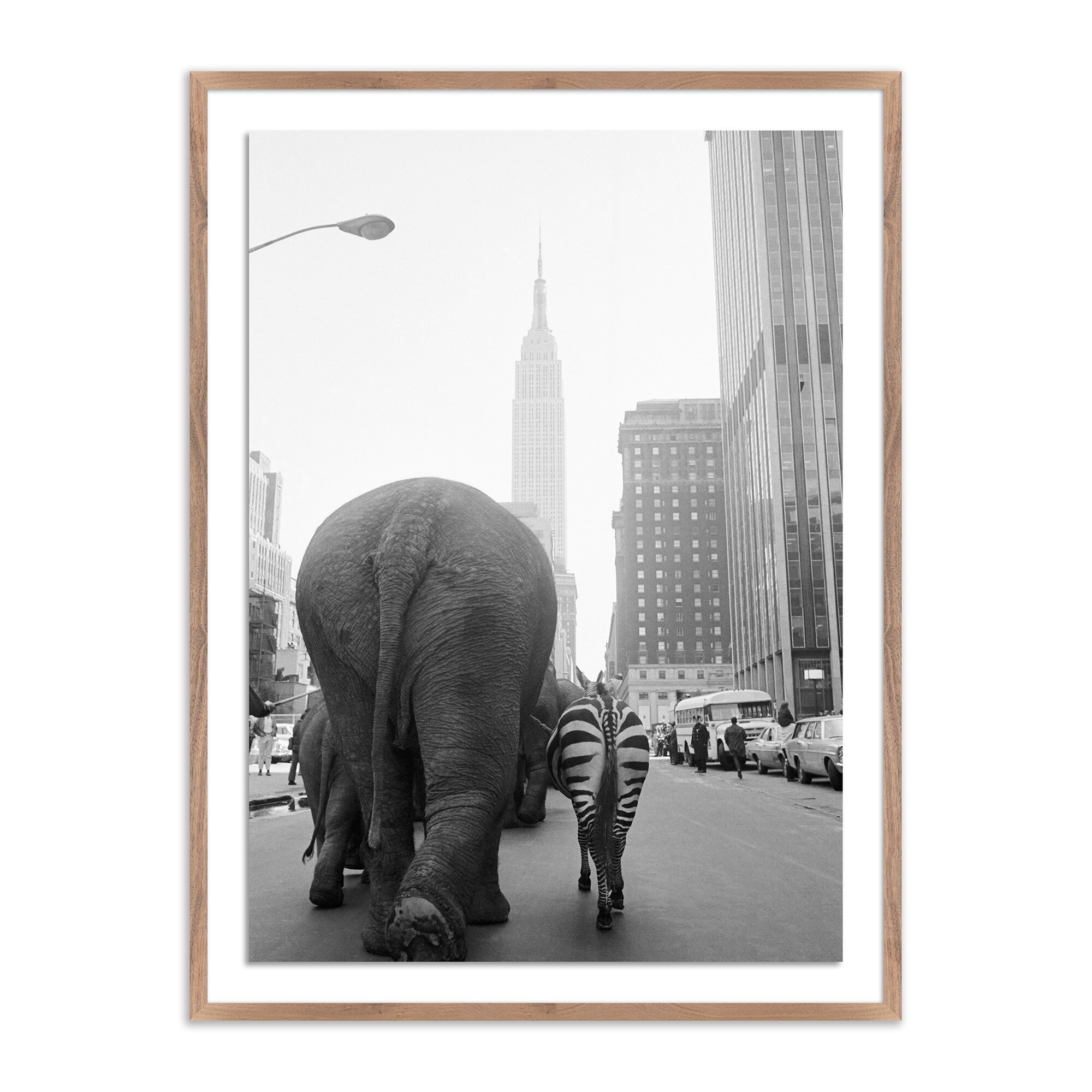 Circus Animals On 33Rd St by Getty Images - Rustic 2.5 Walnut - Image 0