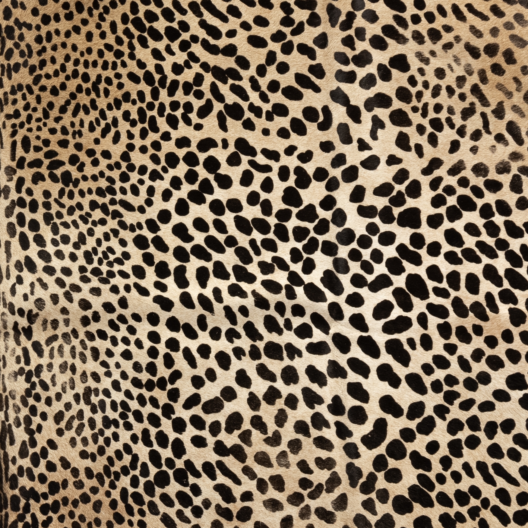 Leopard Printed Hide Rug-Brown & Black - Image 3
