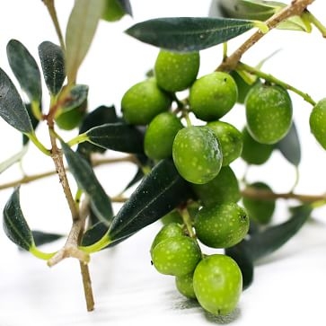 Live Arbequina Olive Plant - Image 1