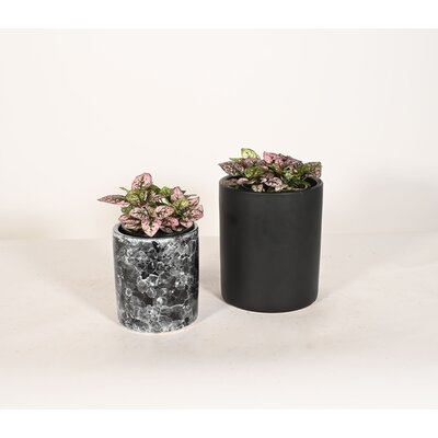 Live Plant Polka Dot With Ceramic Planter Pots 5'' Black Marble/6'' White - Image 0