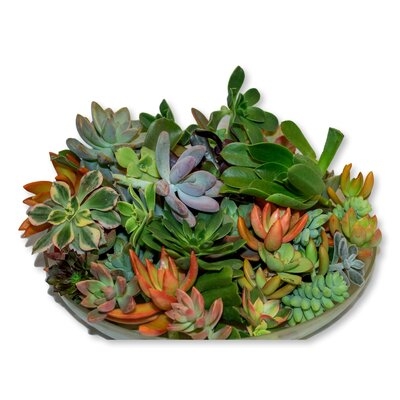 Living Succulent Cuttings - 10 Varieties - Image 0