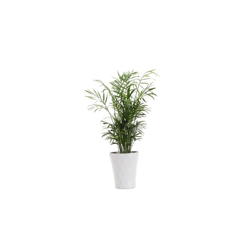 Thorsen's Greenhouse 16" Live Neantha Bella Palm Plant in Pot Base Color: White - Image 0