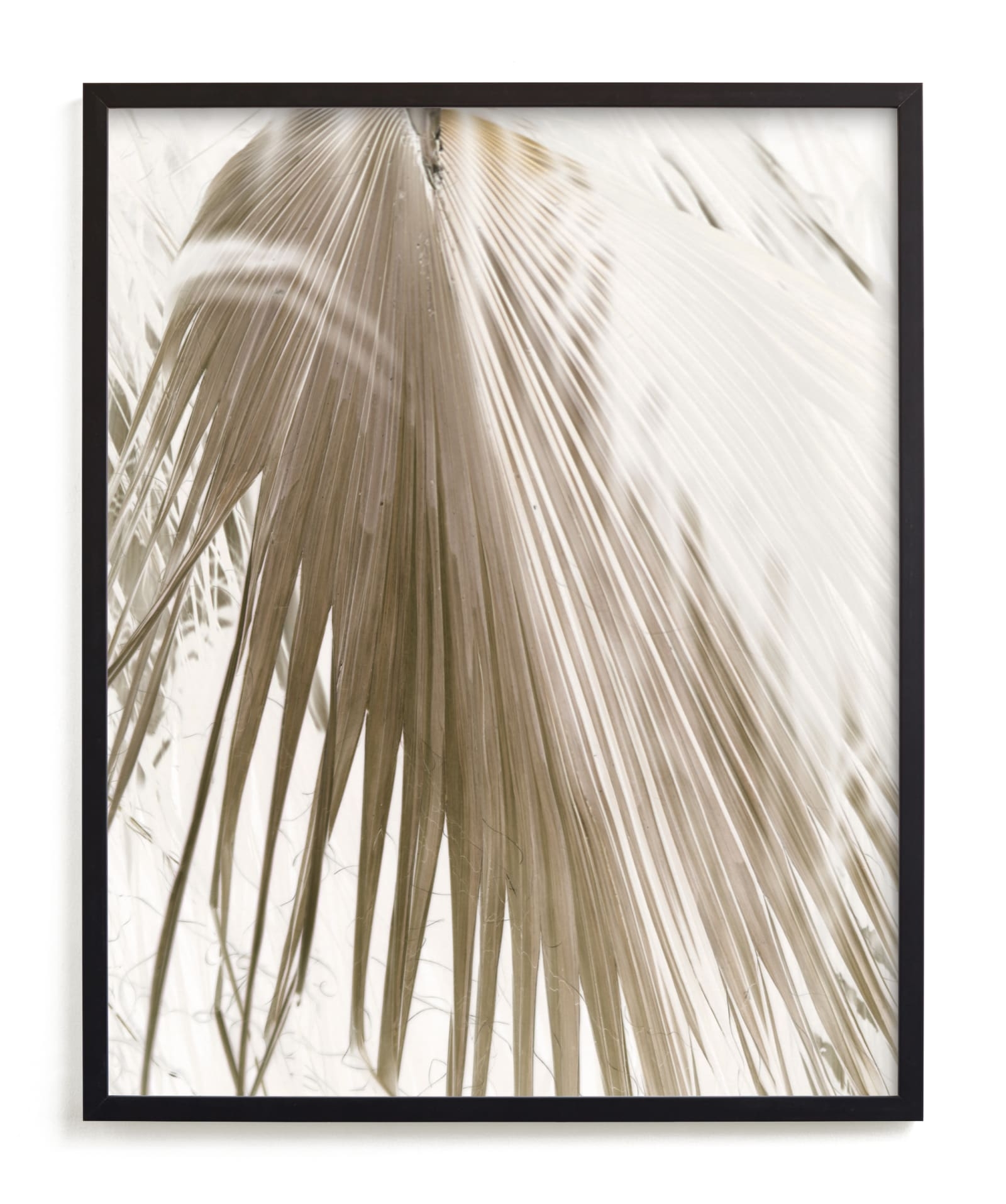 Vanilla Palm Limited Edition Fine Art Print 2 - Image 0