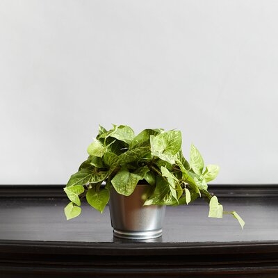 Pothos Vine Ivy Plant in Pot - Image 0