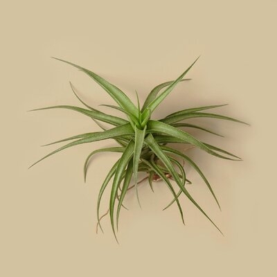 Tillandsia Air Plant Bergeri - Image 0