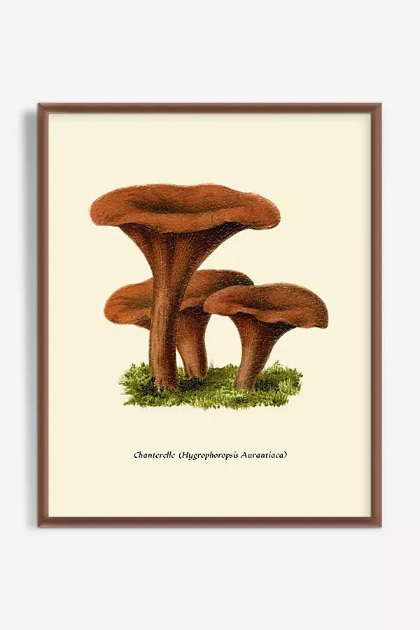 Mushroom Study Wall Art - Image 0
