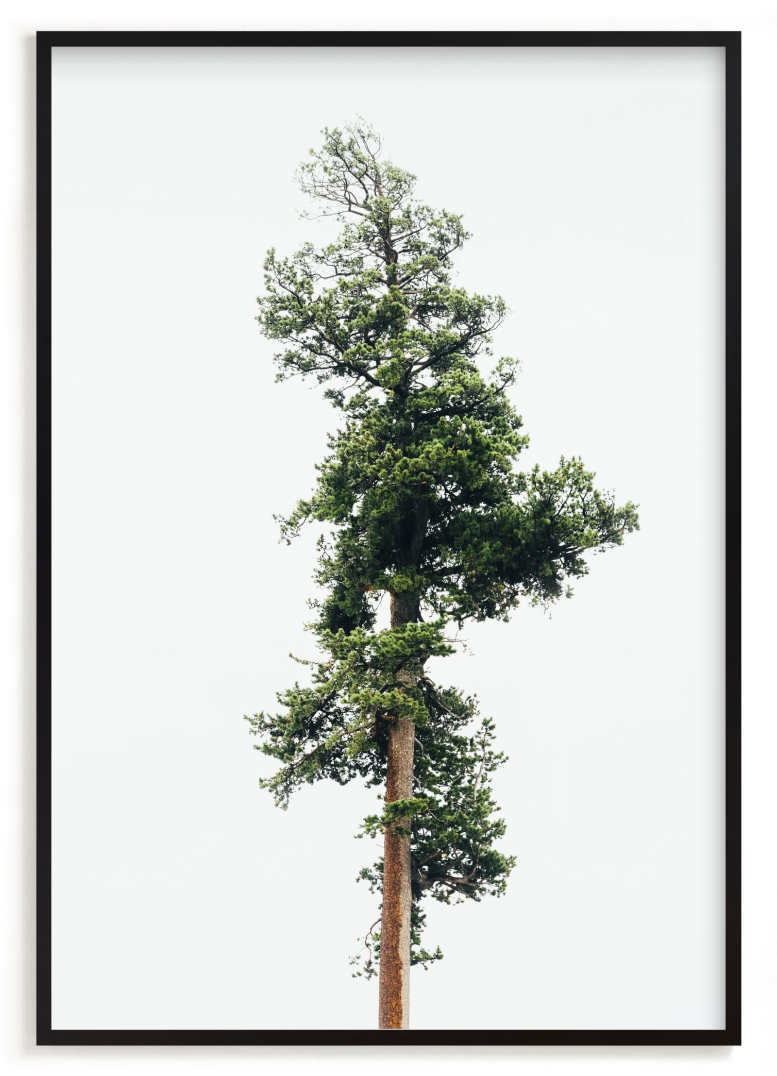 Solo Limited Edition Fine Art Print 2 - Image 0