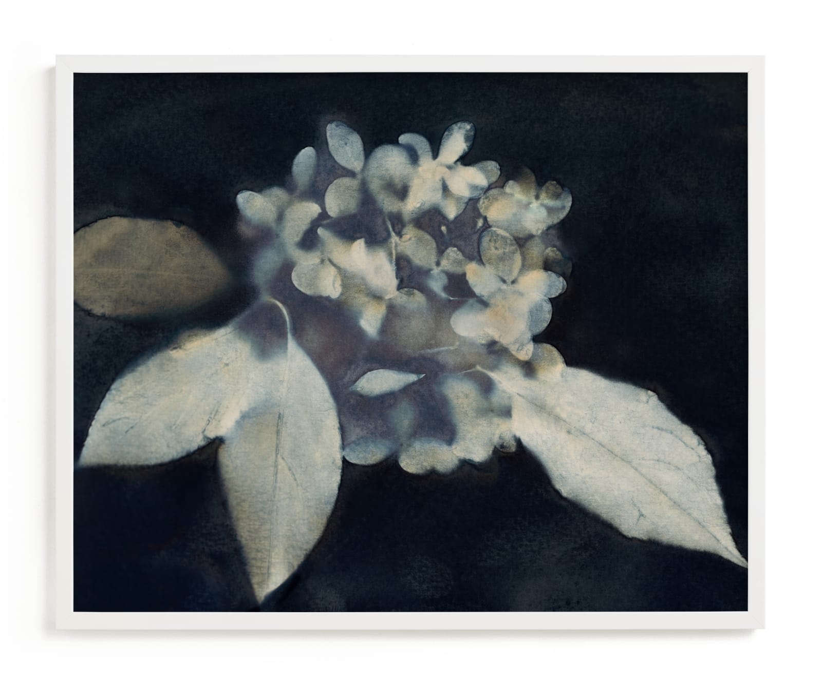 Hortensia Limited Edition Fine Art Print 2 - Image 0