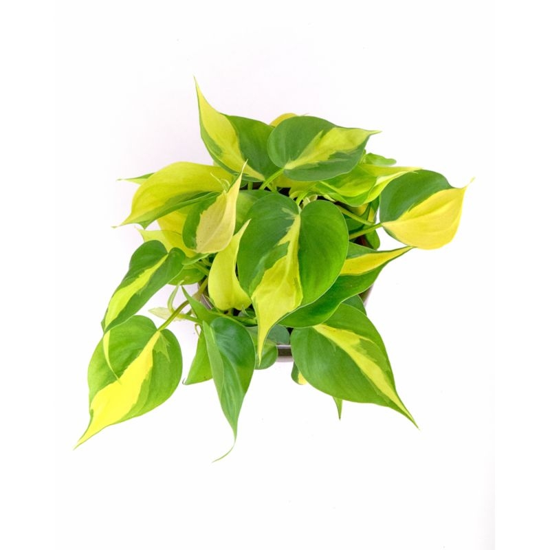 Live Philodendron Brasil Plant 6" in Tan Ceramic Pot - Image 1