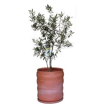 Live Arbequina Olive Plant - Image 2