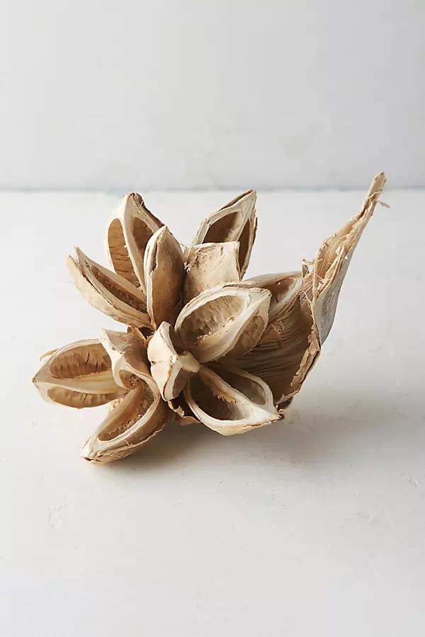 Dried Star Pod - Image 0