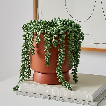 Faux Potted Donkey Tail, Small - Image 1