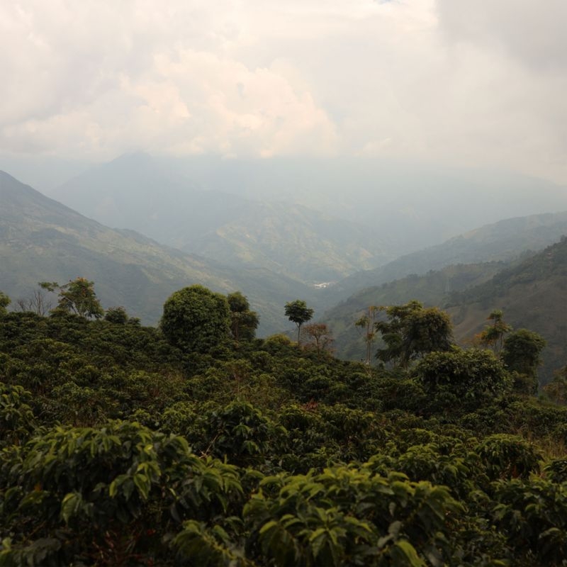 ONYX Coffee Monarch Blend Coffee Beans - Image 7